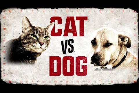 Cat vs Dog Classification